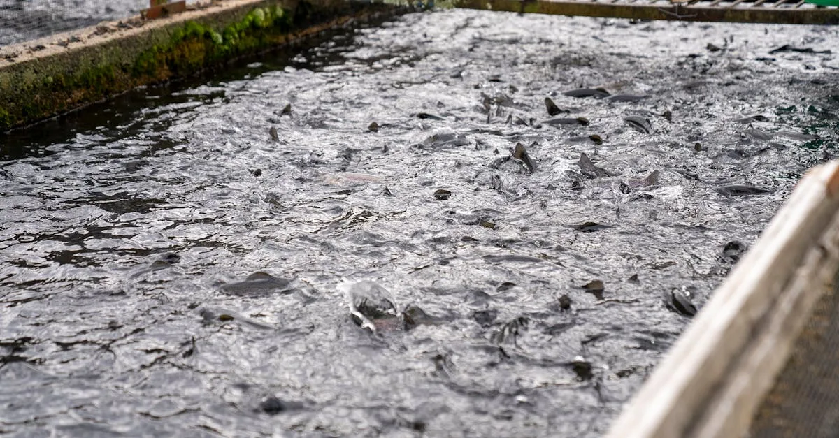 découvrez comment optimiser l'aquaponie pour maximiser la production durable de poissons et de légumes grâce à des techniques innovantes et efficaces.