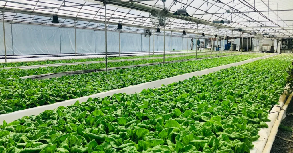 découvrez comment optimiser l'aquaponie pour maximiser la production durable grâce à des techniques innovantes et un équilibre parfait entre culture aquatique et hydroponique.
