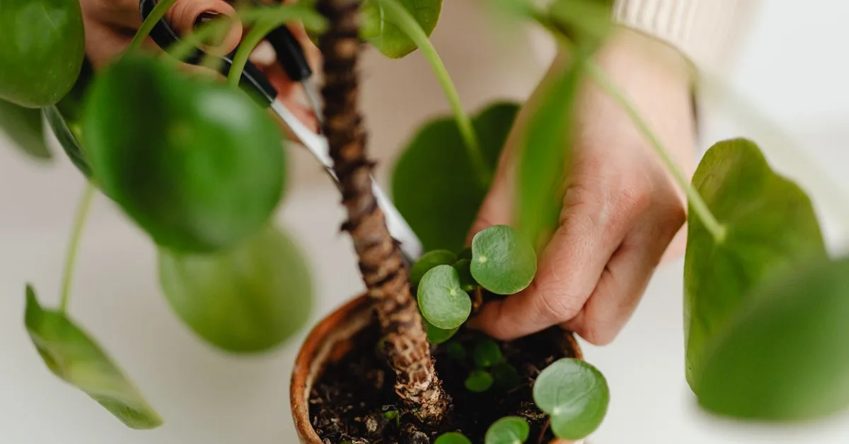 découvrez des astuces essentielles pour tailler vos plantes efficacement et favoriser leur croissance saine toute l'année.